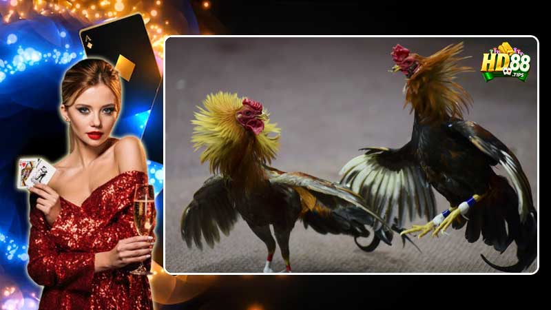 Tìm hiểu thông tin về môn đá gà