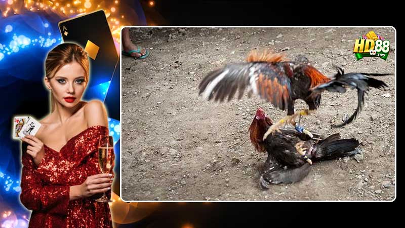 Đá gà HD88 có vô vàn ưu điểm nổi trội