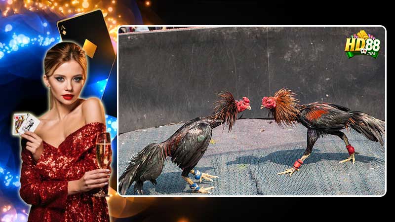 Những kiểu đá gà phổ biến